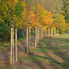 Schützenwald in Norf